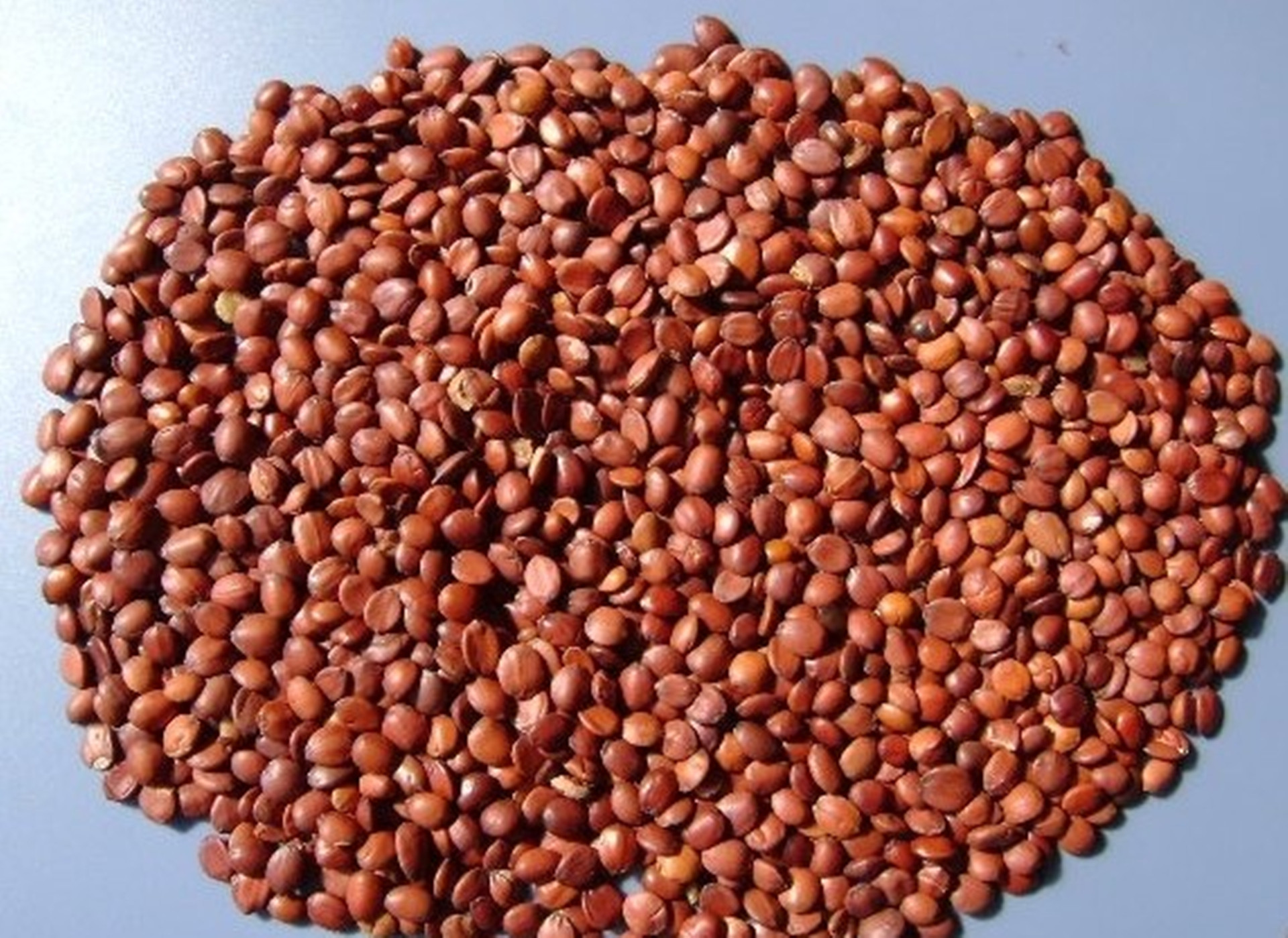 中药材饮片批发 优质 酸枣仁 炒酸枣仁 失眠特效 特级进口酸枣仁