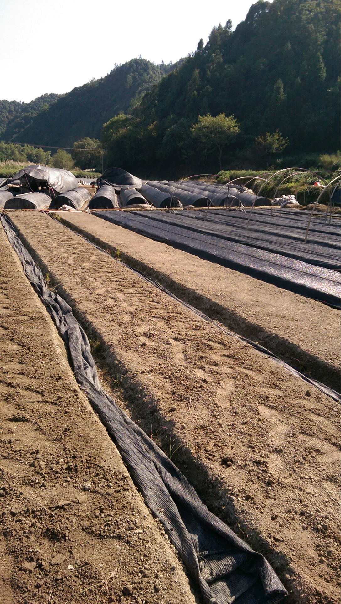 【收集笑脸】 - 安徽红旗一号特早茶苗