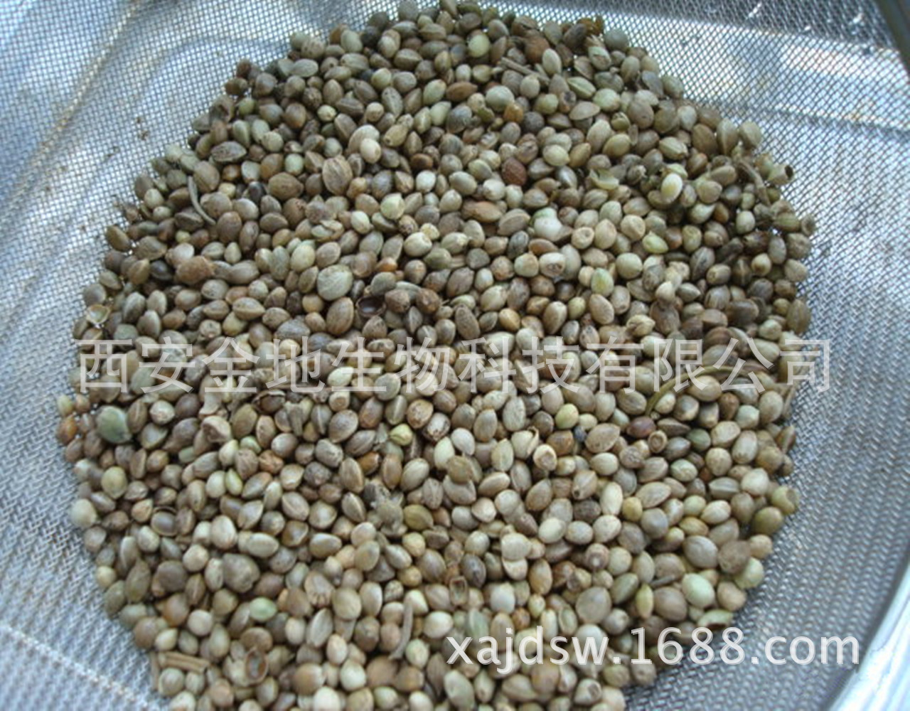 火麻仁别名,麻子仁别名,火麻仁的用量(第12页)_大山谷图库