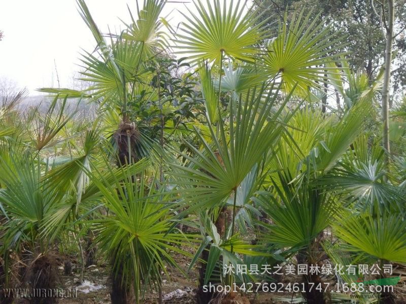 棕树学名,棕榈树学名,棕树学名怎么说(第3页)_大山谷图库