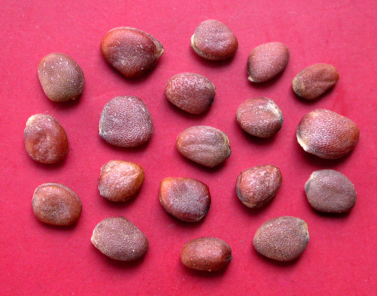 厂家直销各种中药材 中药饮片 莱菔子 消食除胀 降气化痰