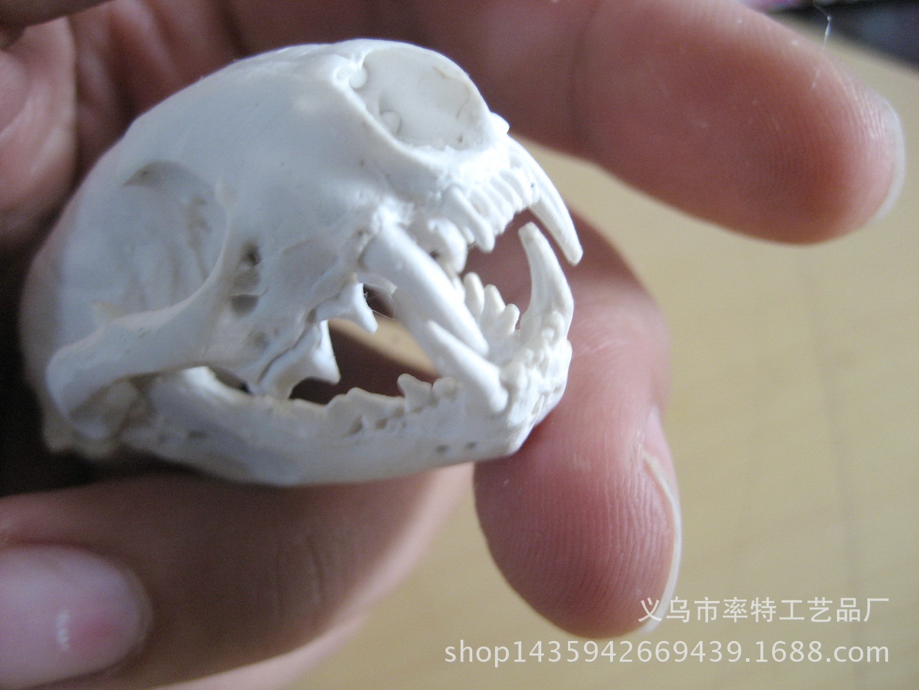 【黄鼠狼头骨模型 野生动物头骨高仿真模型 造景 素材 教学 摆件】浙