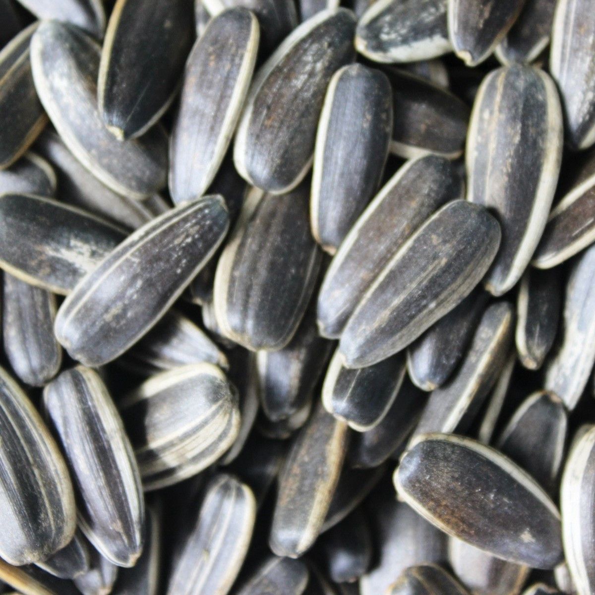 东北特产大瓜子炒货葵花籽毛磕现炒原味瓜子原产地直发批发熟瓜子