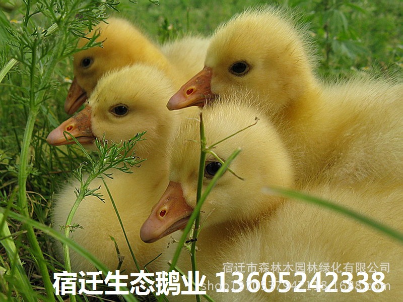 大量上门收购活鹅 收购活鹅多少钱一斤