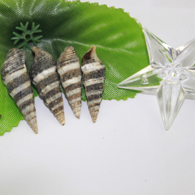 天然 海螺 贝壳 黑色尖嘴螺 造景鱼缸 地台摆设 摄影道具3-5cm