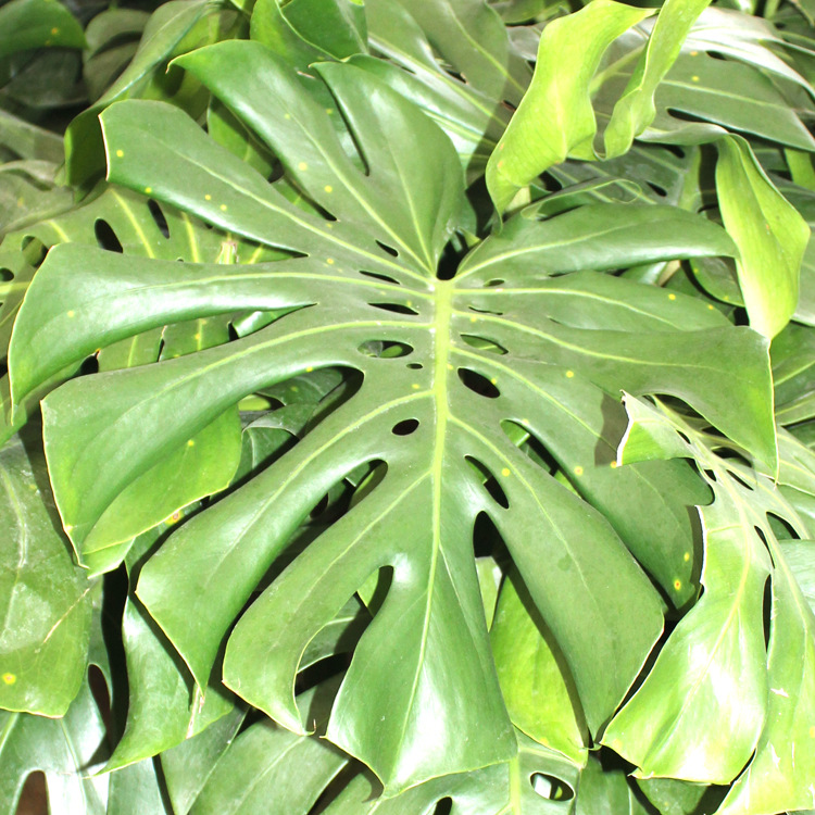 批发龟背竹室内桌面盆栽 龟背竹花苗 水培龟背竹苗 净化空气