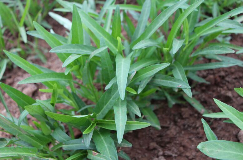 鹏城种业蔬菜种子柳叶空心菜种子耐旱耐涝抗病高产50g包