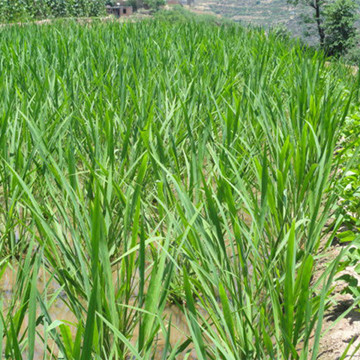 茭白批发 野茭白 茭草 基地直供 重庆水生植物 水生经济植物
