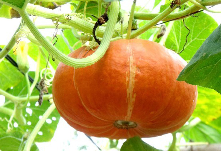 农家自种老南瓜 新鲜蔬菜有机绿色产品 产地直销