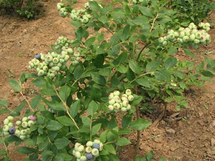 珍贵蓝莓树苗盆栽蓝梅果树苗南方北方品种 2年苗 庭院果树