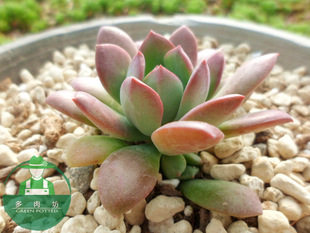 多肉植物|胭脂莲【季节缘故 现在绿色!】组盆搭配|奇趣植物|盆栽