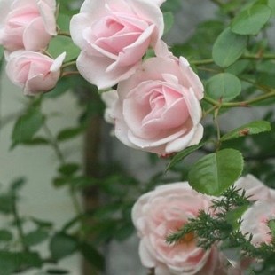 花卉绿植盆栽植物【粉云】庭院爬藤藤本月季蔷薇花苗当年开花