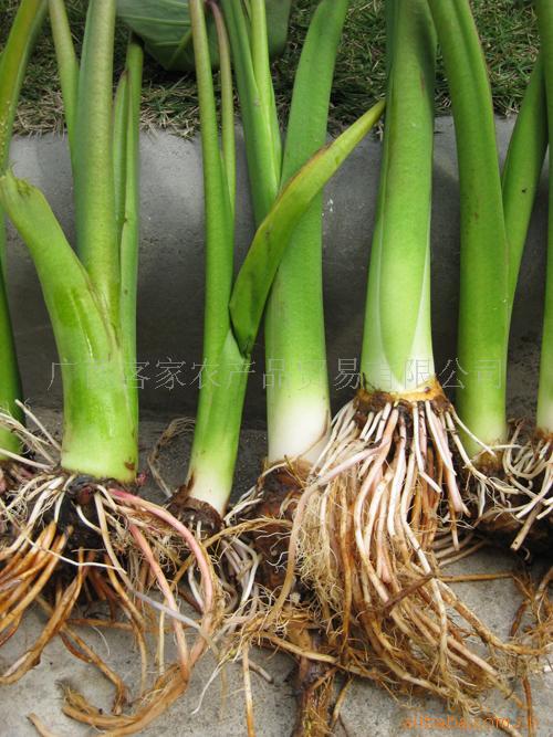 供应高品质厂家直销信誉第一大量货源高粉质的芋头苗