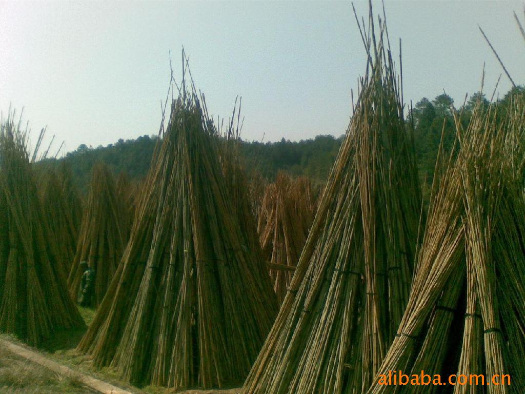 箭竹和厘竹,茶竿竹厘竹竹图片,茶杆竹_大山谷图库