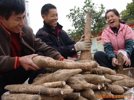 供应广西桂林农副土特产农副产品无公害绿色蔬菜鲜淮山鲜山药