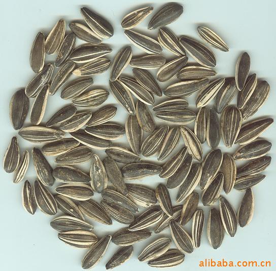 现货供应三道眉瓜子